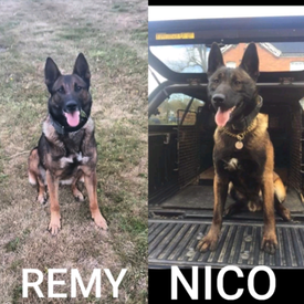 belgian malinois for sale gumtree